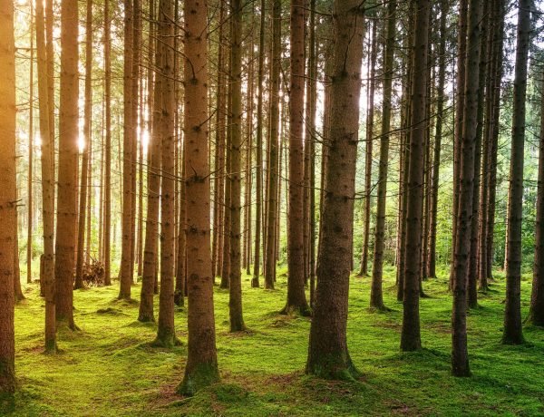 forest-bg